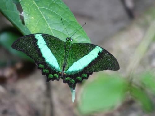 Papilio daedalus