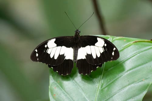 Papilio euchenor