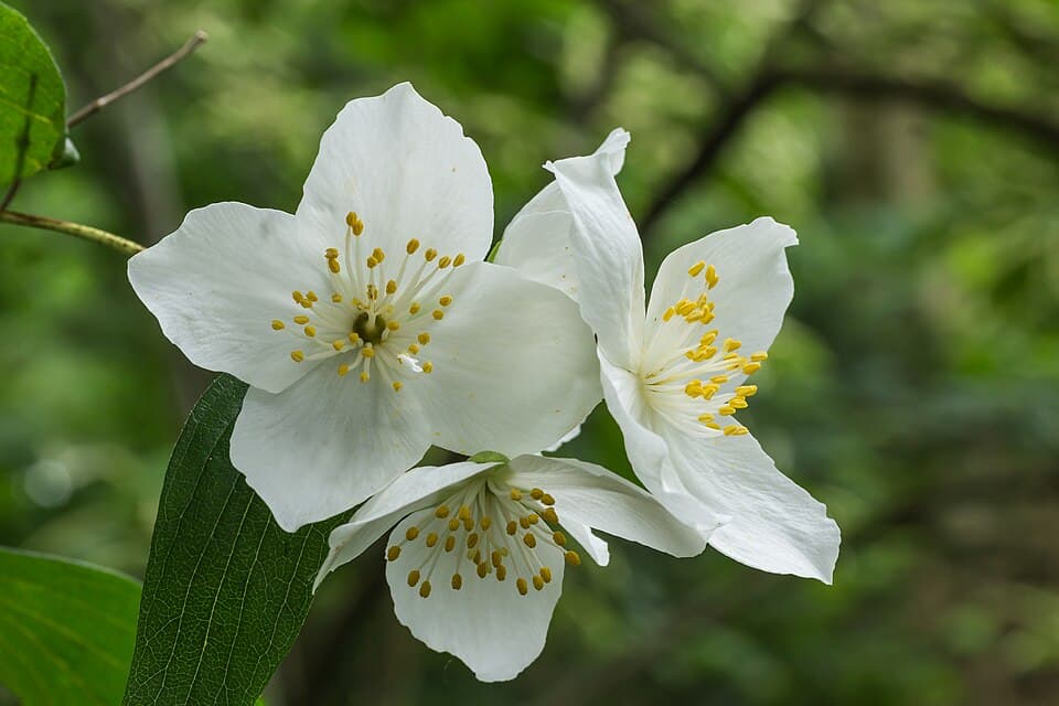 Philadelphus myrtoides