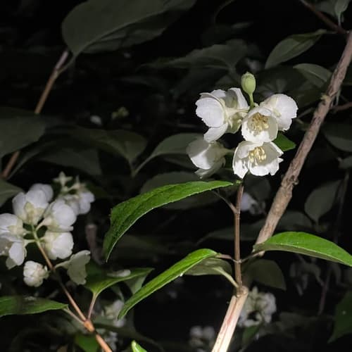 Peking Mock Orange