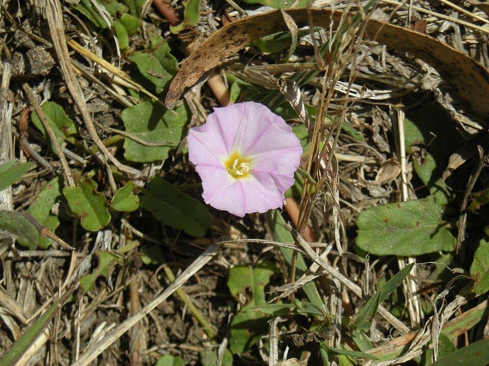 Polymeria distigma