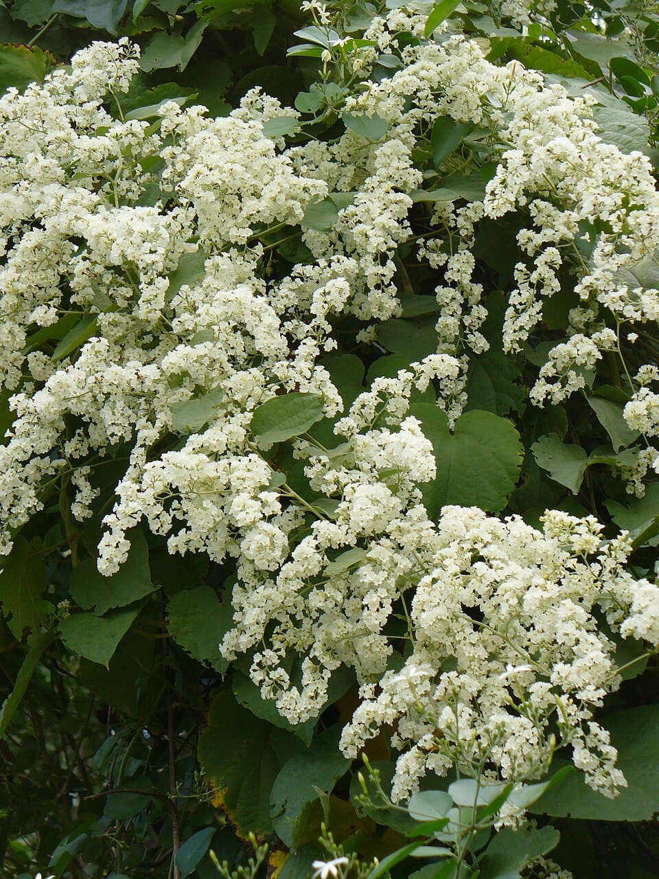 Poranopsis sinensis