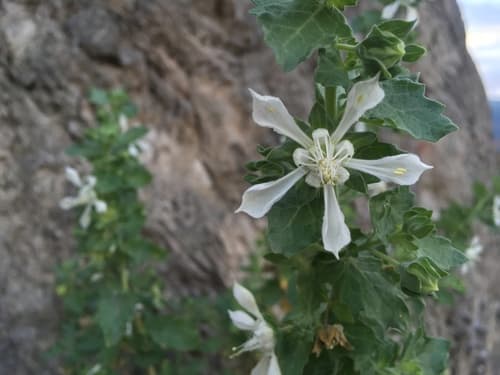 Presliophytum incanum