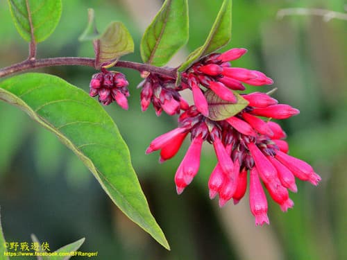 Purple Cestrum