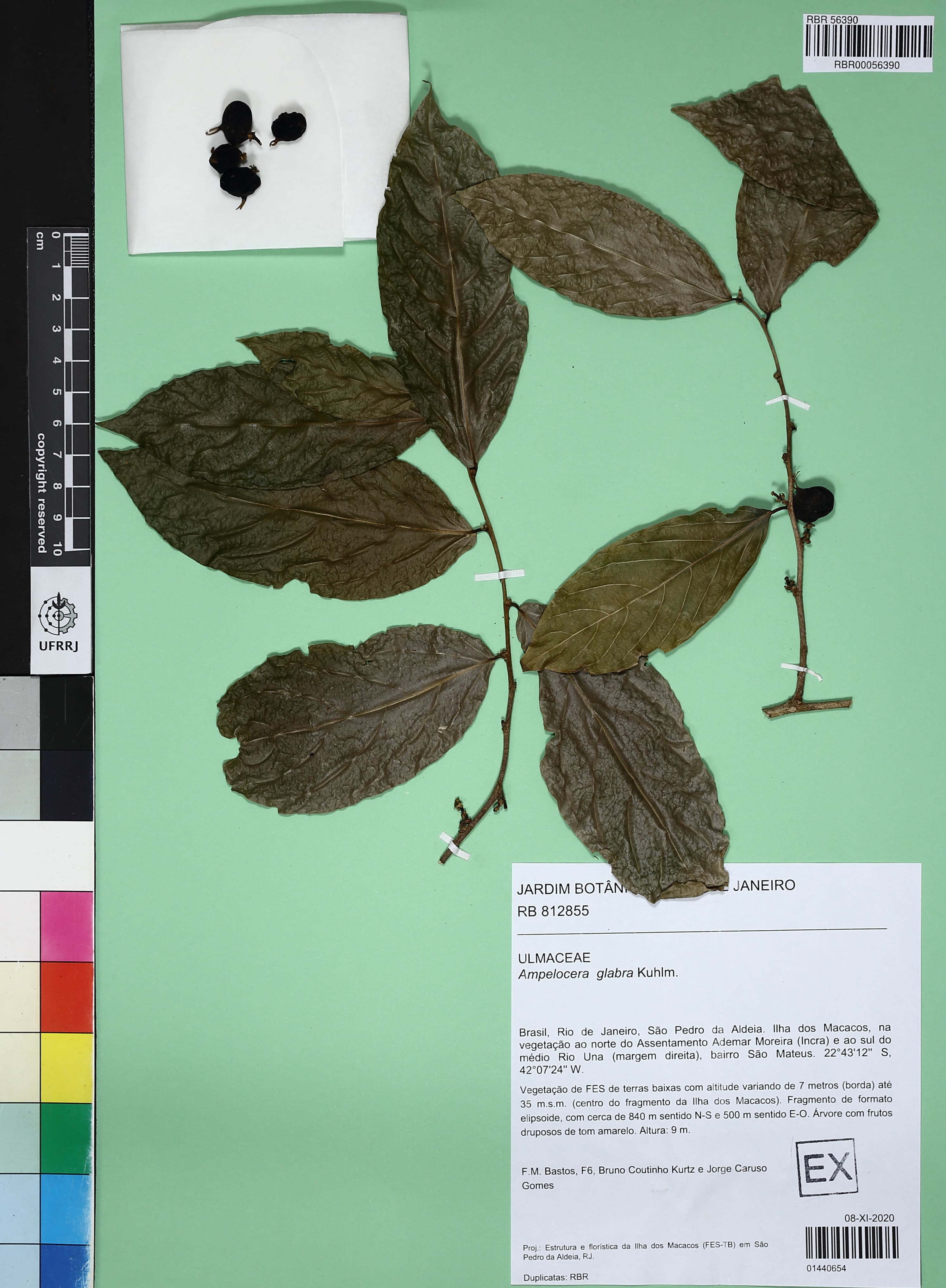 Ampelocera glabra