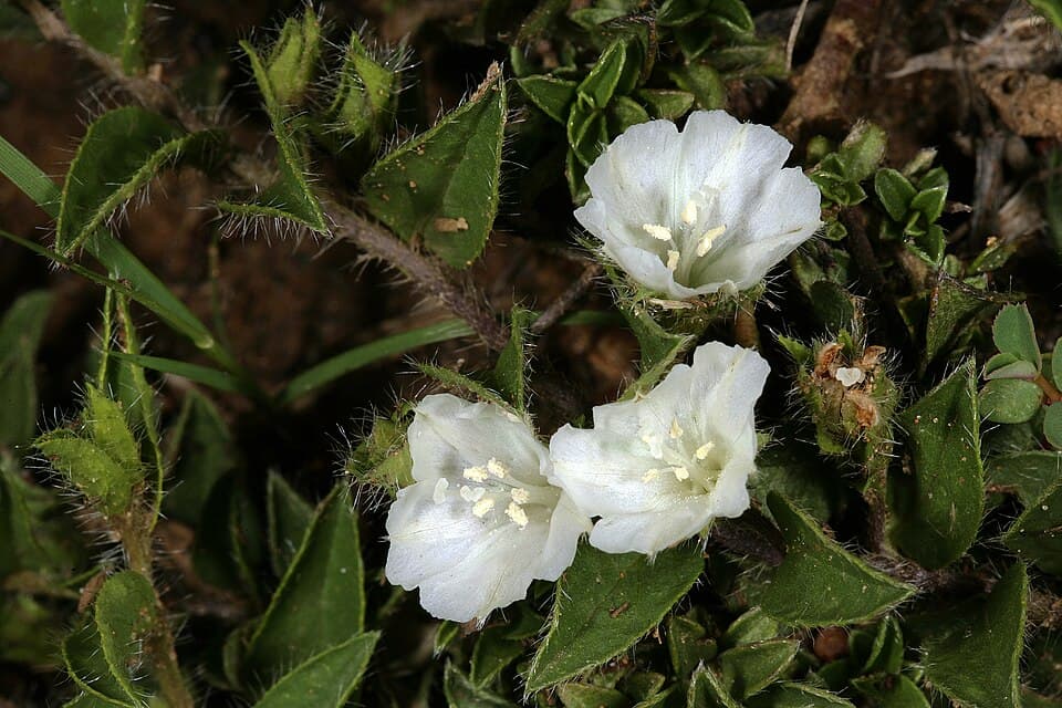 Seddera velutina
