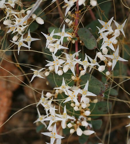 Slender Dodder