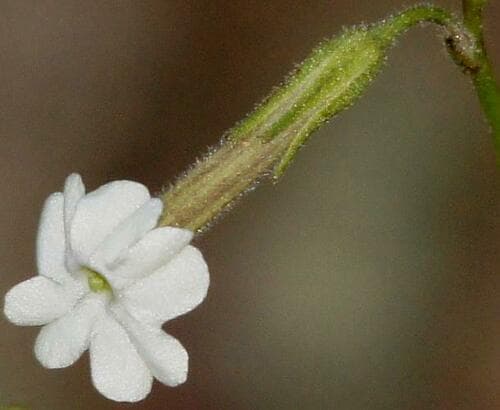 Small-flowered Tobacco