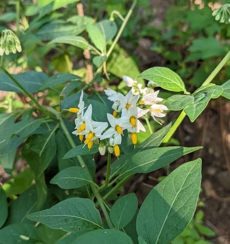 Solanum aloysiifolium