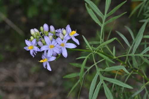 Solanum angustifidum