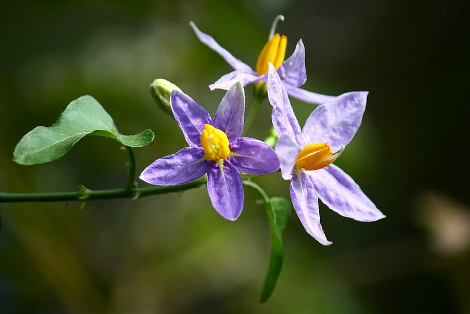 Solanum hirtulum
