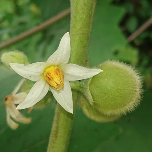 Hairy-fruited Eggplant