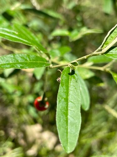 Solanum parvifolium