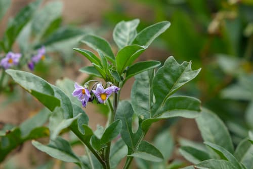 Solanum radicans