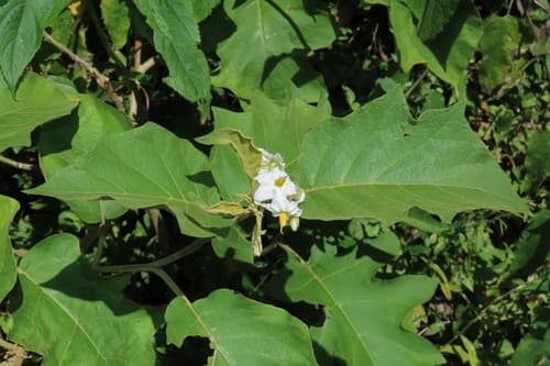 Solanum rude-pannum
