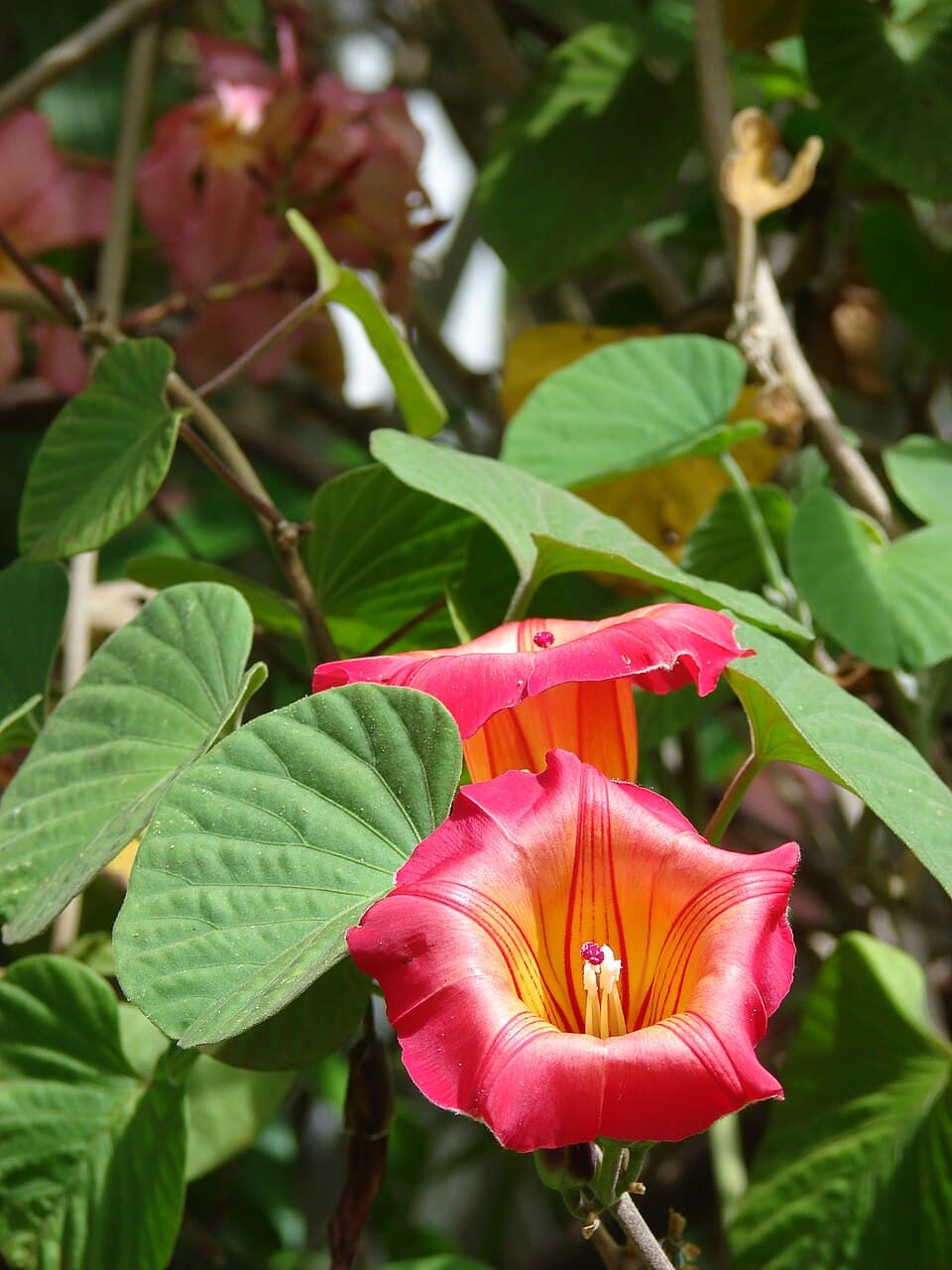 Stictocardia incomta