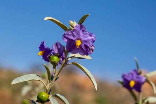 Sturt's nightshade