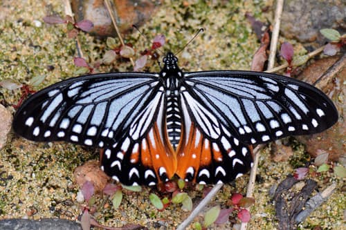 Tawny Mime Swallowtail