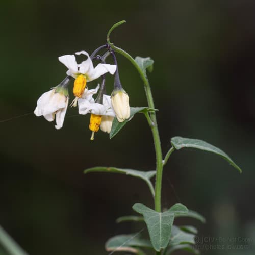 Texas nightshade