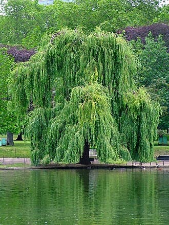 Willow