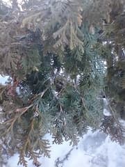 Thuja (Arborvitae)