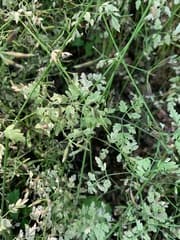 Chervil