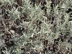 Sage