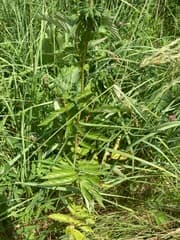 Meadowsweet