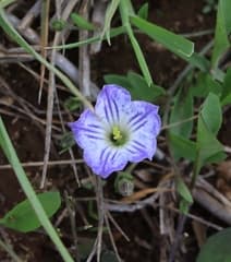 Bouchetia