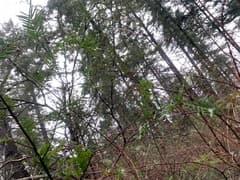 Pacific Yew