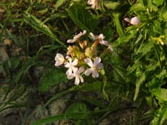 Soapwort
