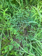 Wild Indigo