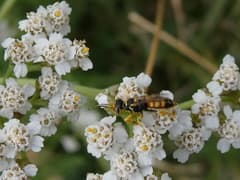 Yarrow