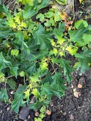 Jimsonweed