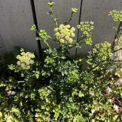 Parsley