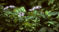 Forest Morning Glory