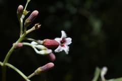 Cinchona