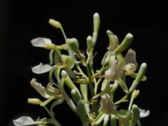 Galangal