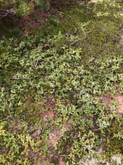 Juniper