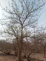 Neem
