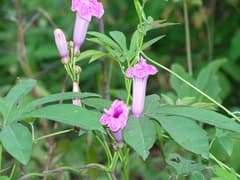 Forest Morning Glory