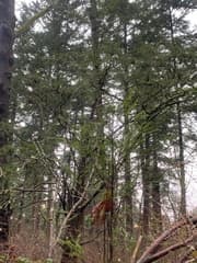 Pacific yew