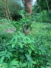 Solomon's Seal