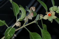 Ashwagandha