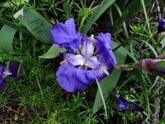 Orris Root