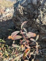Cascara Sagrada