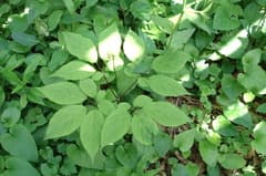 Ginseng