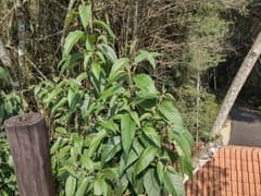 Cestrum capsulare