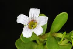 Brahmi