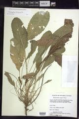 Costmary